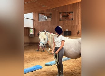 Welsh A (Mountain Pony), Mare, 12 years, 11,1 hh, Gray