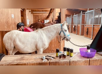 Welsh A (Mountain Pony), Mare, 12 years, 11,1 hh, Gray