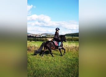 Welsh A (Mountain Pony) Mix, Mare, 12 years, 11.2 hh, Smoky-Black