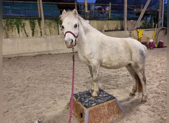 Welsh A (Mountain Pony), Mare, 12 years, 11.3 hh, Gray