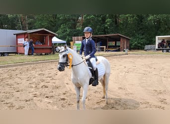 Welsh A (Mountain Pony), Mare, 12 years, 12.1 hh, Gray