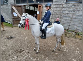 Welsh A (Mountain Pony), Mare, 12 years, 12.1 hh, Gray