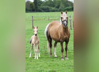 Welsh A (Mountain Pony), Mare, 12 years, 12.1 hh, Palomino