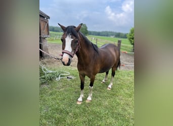 Welsh A (Mountain Pony), Mare, 12 years, 12,2 hh, Chestnut