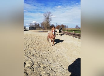 Welsh A (Mountain Pony) Mix, Mare, 12 years, 12,2 hh, Roan-Red