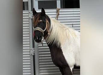 Welsh A (Mountain Pony), Mare, 12 years