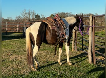 Welsh A (Mountain Pony), Mare, 12 years