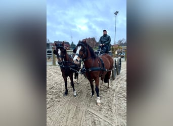 Welsh A (Mountain Pony), Mare, 13 years, 11,2 hh, Brown