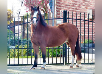 Welsh A (Mountain Pony), Mare, 13 years, 11,2 hh, Brown