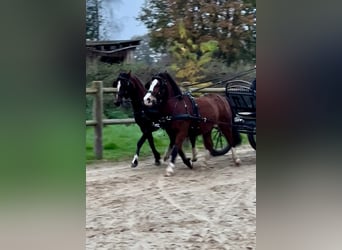 Welsh A (Mountain Pony), Mare, 13 years, 11,2 hh, Brown