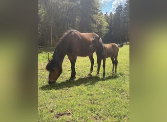 Welsh A (Mountain Pony), Mare, 14 years, 11,2 hh, Brown