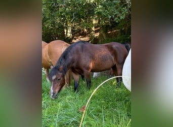 Welsh A (Mountain Pony), Mare, 14 years, 11,2 hh, Brown