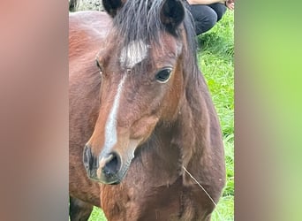 Welsh A (Mountain Pony), Mare, 14 years, 11,2 hh, Brown