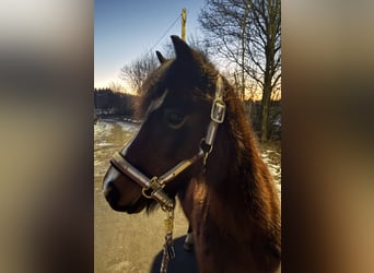 Welsh A (Mountain Pony), Mare, 14 years, 11,2 hh, Brown