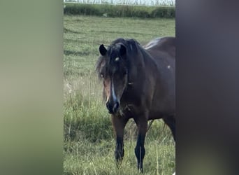 Welsh A (Mountain Pony), Mare, 14 years, 11,2 hh, Brown