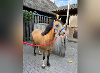 Welsh A (Mountain Pony), Mare, 14 years, 11.2 hh, Palomino
