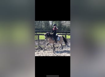 Welsh A (Mountain Pony), Mare, 14 years, 11.2 hh, Palomino