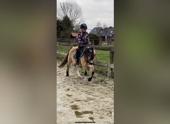 Welsh A (Mountain Pony), Mare, 14 years, 11.2 hh