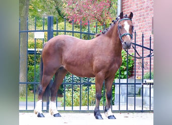 Welsh A (Mountain Pony), Mare, 15 years, 11,2 hh, Brown