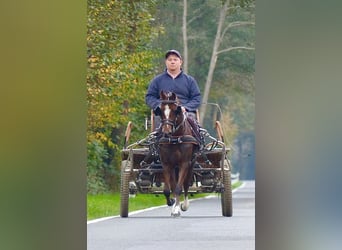 Welsh A (Mountain Pony), Mare, 15 years, 11,2 hh, Brown