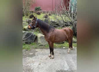 Welsh A (Mountain Pony), Mare, 15 years, 12.2 hh, Brown