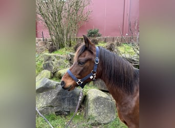 Welsh A (Mountain Pony), Mare, 15 years, 12.2 hh, Brown
