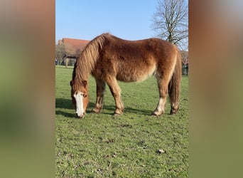 Welsh A (Mountain Pony), Mare, 16 years, 11.1 hh, Chestnut-Red