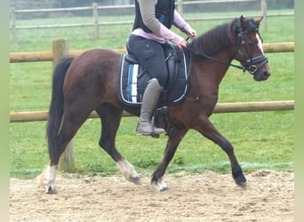 Welsh A (Mountain Pony), Mare, 16 years, 11,2 hh, Brown