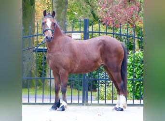 Welsh A (Mountain Pony), Mare, 16 years, 11,2 hh, Brown