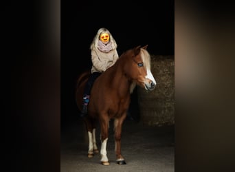 Welsh A (Mountain Pony), Mare, 16 years, 11,2 hh, Chestnut-Red