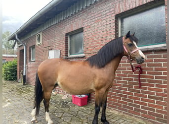 Welsh A (Mountain Pony), Mare, 17 years, 11.2 hh, Bay-Dark