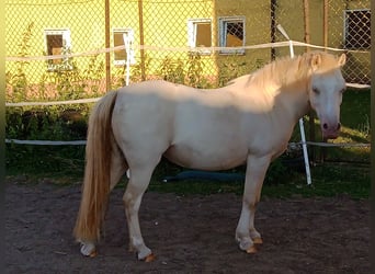 Welsh A (Mountain Pony), Mare, 17 years, 11 hh, Cremello