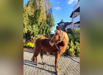 Welsh A (Mountain Pony) Mix, Mare, 17 years, 12,2 hh, Chestnut-Red