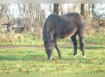 Welsh A (Mountain Pony) Mix, Mare, 18 years, 12,1 hh, Black