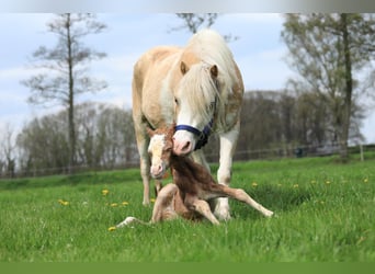 Welsh A (Mountain Pony), Mare, 1 year, 11.2 hh, Palomino