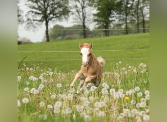 Welsh A (Mountain Pony), Mare, 1 year, 11.2 hh, Palomino