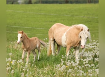 Welsh A (Mountain Pony), Mare, 1 year, 11.2 hh, Palomino