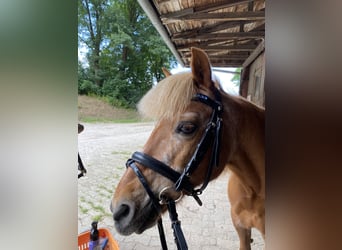 Welsh A (Mountain Pony) Mix, Mare, 22 years, 10,2 hh, Chestnut-Red