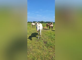 Welsh A (Mountain Pony), Mare, 23 years, 11 hh, Gray