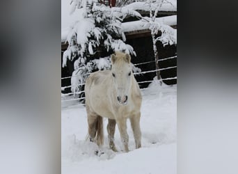 Welsh A (Mountain Pony) Mix, Mare, 28 years, 12,1 hh, Gray