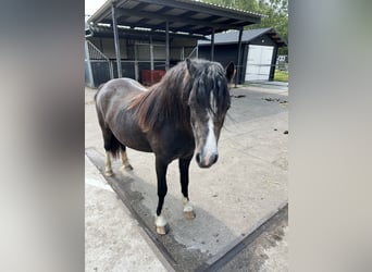 Welsh A (Mountain Pony), Mare, 2 years, 11.1 hh, Gray-Dark-Tan