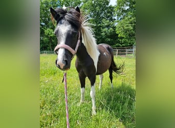 Welsh A (Mountain Pony) Mix, Mare, 2 years, 11.1 hh, Pinto