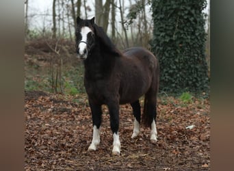 Welsh A (Mountain Pony), Mare, 2 years, 11,1 hh, Smoky-Black