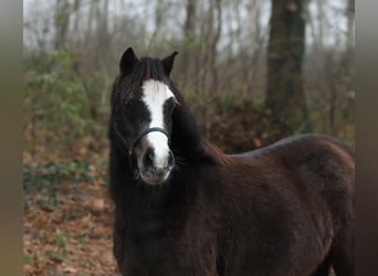 Welsh A (Mountain Pony), Mare, 2 years, 11,1 hh, Smoky-Black