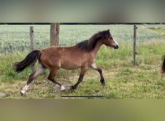 Welsh A (Mountain Pony), Mare, 2 years, 11.2 hh, Brown-Light
