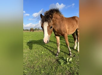 Welsh A (Mountain Pony), Mare, 2 years, 11.2 hh, Brown-Light