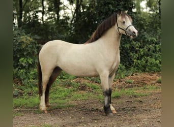 Welsh A (Mountain Pony), Mare, 2 years, 11,2 hh, Dun