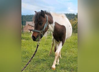 Welsh A (Mountain Pony) Mix, Mare, 2 years, 11 hh, Pinto