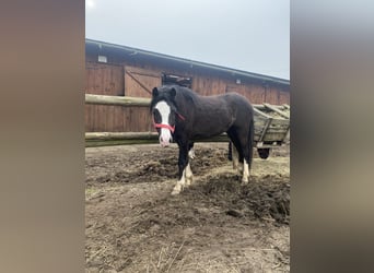 Welsh A (Mountain Pony), Mare, 2 years, Black