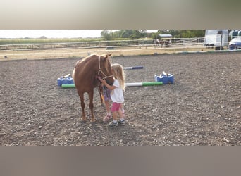 Welsh A (Mountain Pony) Mix, Mare, 3 years, 10.2 hh, Chestnut-Red